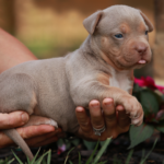 How Many Colors and Patterns Does The American Bully Have?