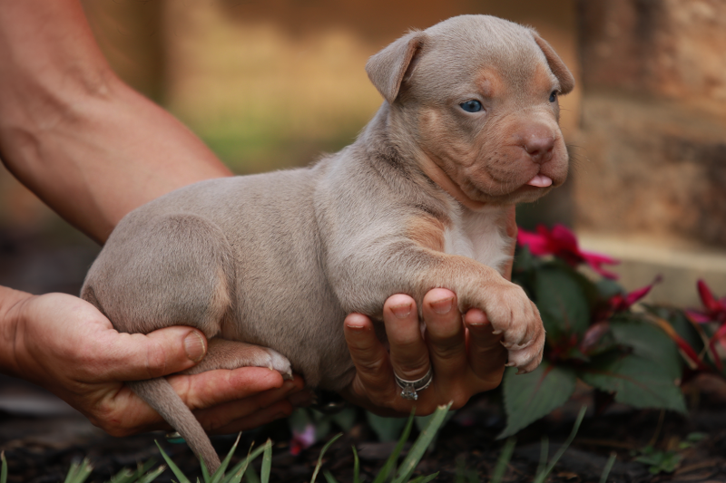 How Many Colors and Patterns Does The American Bully Have?