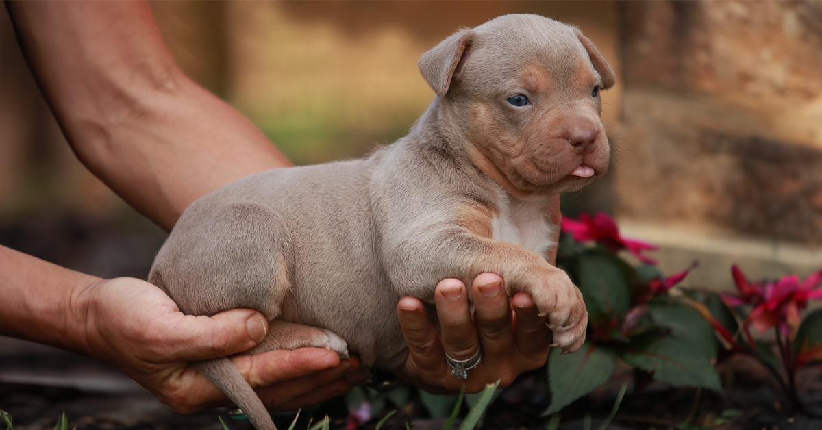 How Many Colors and Patterns Does The American Bully Have?