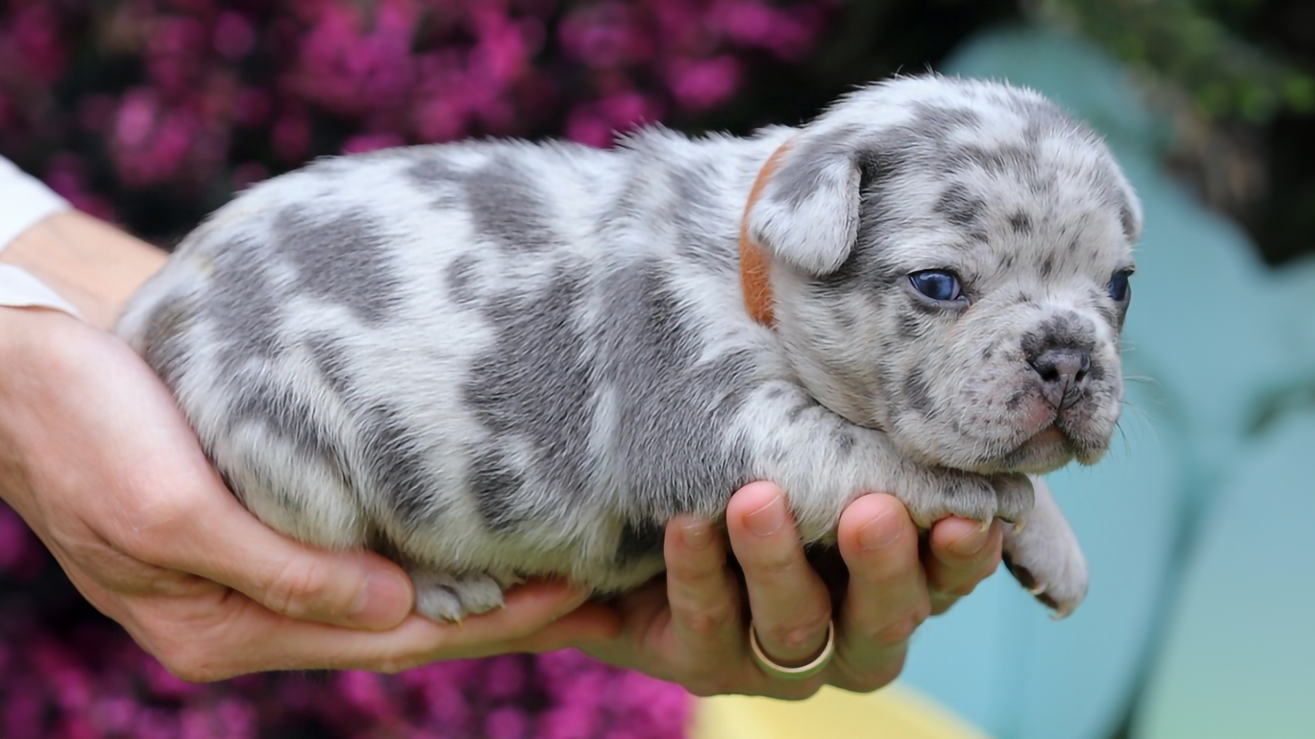 This is a blue merle French Bulldog. This is just one of the coat colors that Frenchies have.