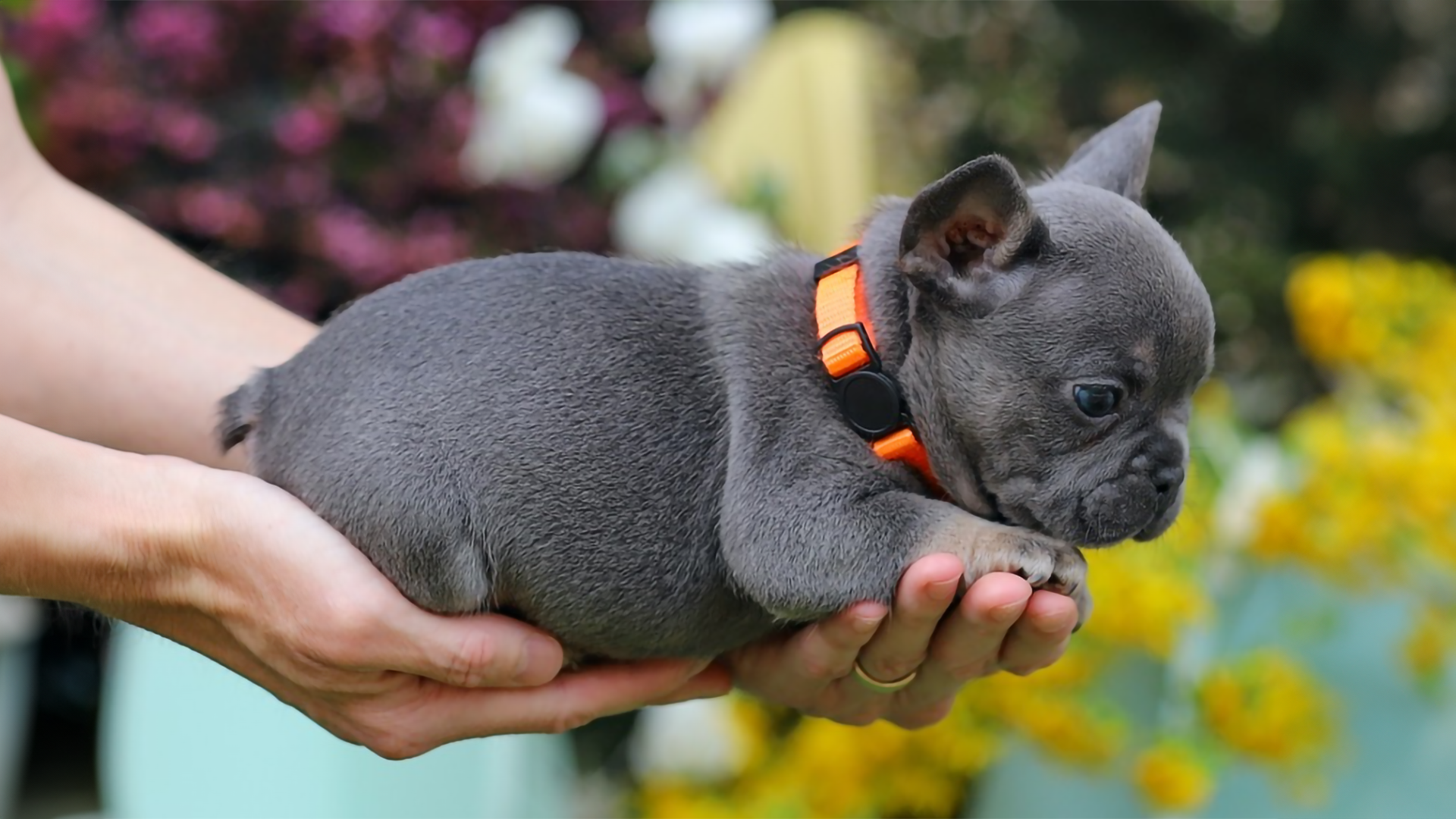 This is a blue tri French Bulldog. This is just one of the coat colors that Frenchies have.